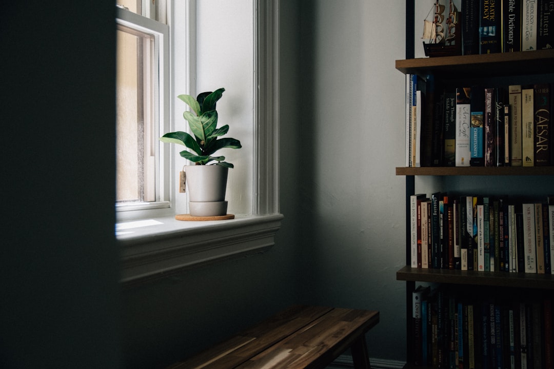 Mature fiddle leaf fig