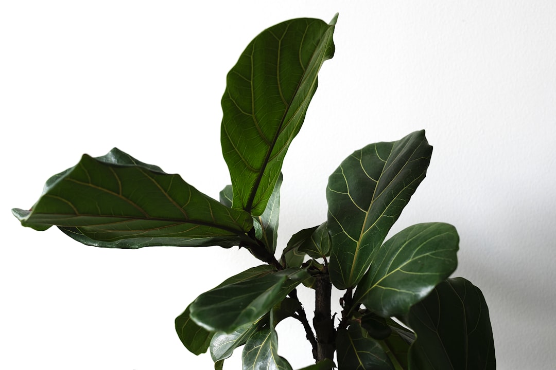 Mature fiddle leaf fig