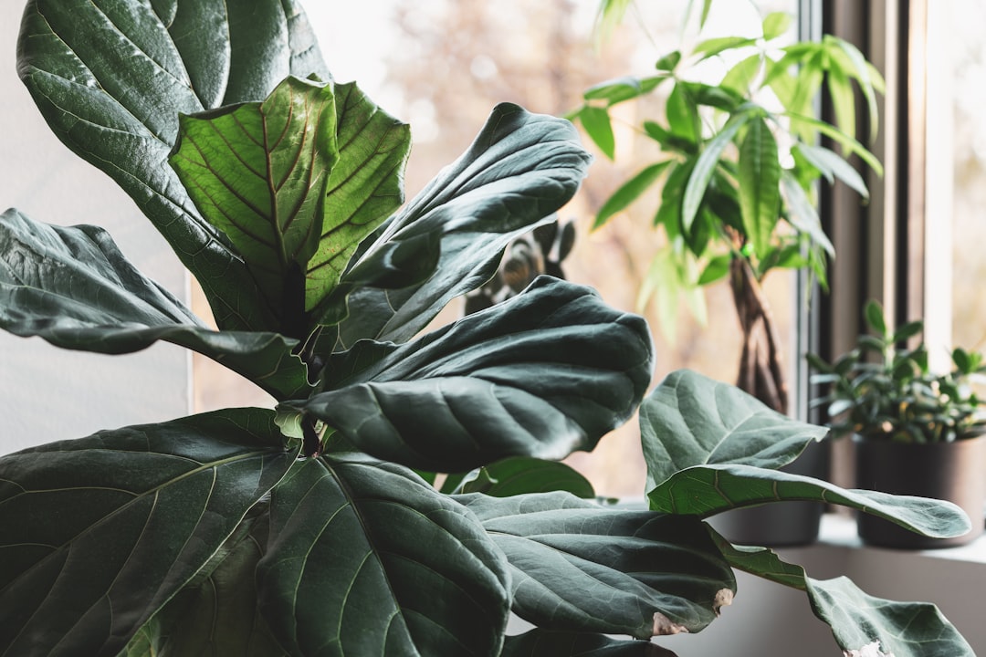 Monstera deliciosa — large