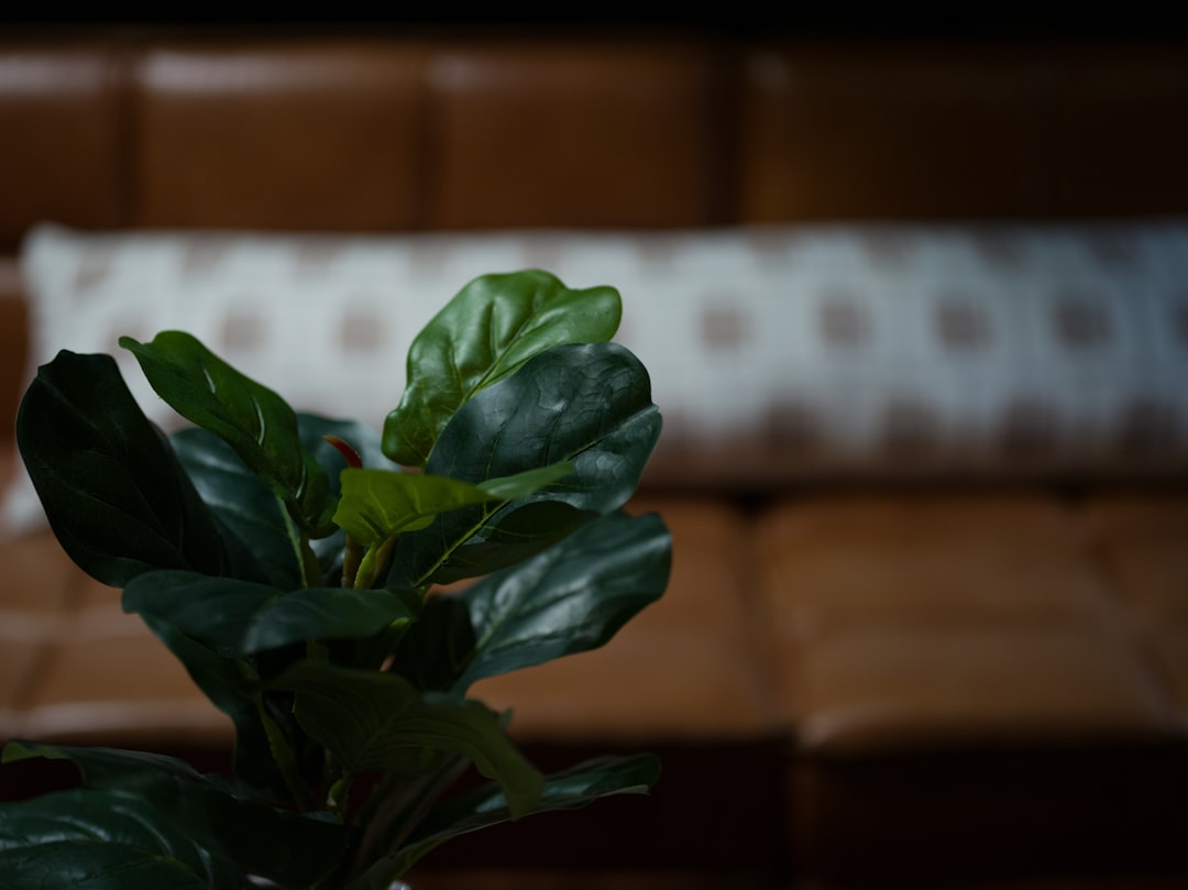 Mature fiddle leaf fig